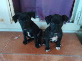 À adopter : 2 chiots femelles de 3 mois