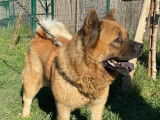 Disponible à l'adoption : chienne Akita Inu fauve
