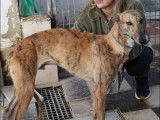Chien Galgo de 3 ans disponible à l'adoption