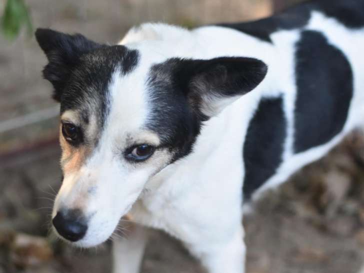 Chienne de 7 ans à accueillir