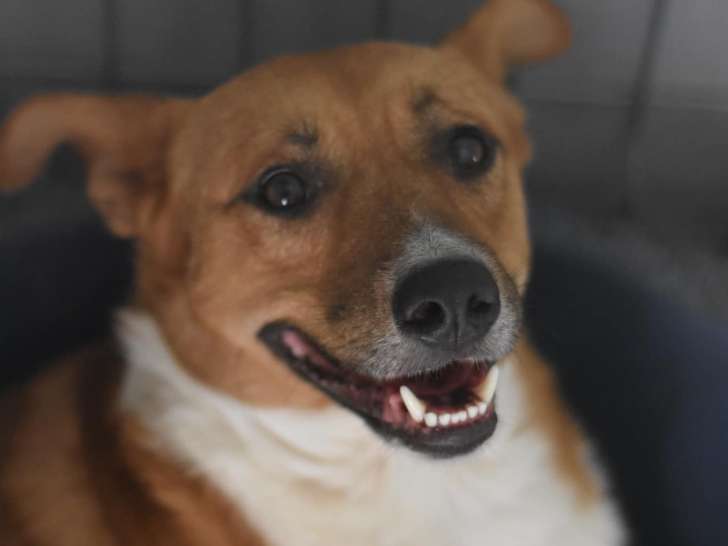 Chien marron et blanc en attente d’une famille