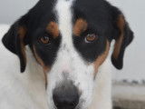 Chienne tricolore en quête d'un foyer