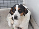 Chienne tricolore en qu&ecirc;te d'un foyer