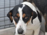 Chienne tricolore en qu&ecirc;te d'un foyer