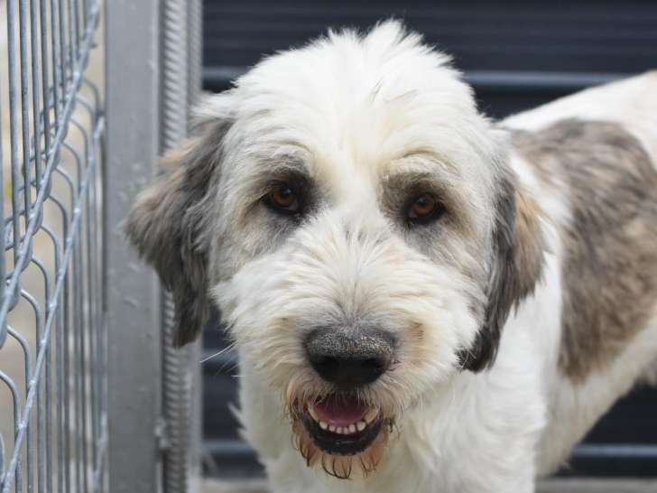 Adoption disponible : chien gris et blanc