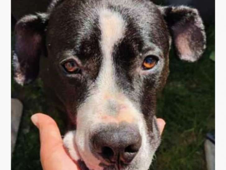 À adopter, chienne noir et blanc