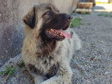 Disponible à l'adoption, SAM chien Berger Yougoslave