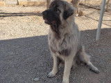 Disponible à l'adoption, SAM chien Berger Yougoslave