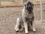 Disponible à l'adoption, SAM chien Berger Yougoslave
