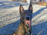 Prêt pour l'adoption, Prince Berger Malinois de 5 ans