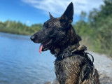 Prêt pour l'adoption, Prince Berger Malinois de 5 ans