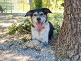 À l'adoption, CARA chienne de 8 ans