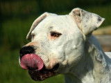 En attente d'une famille, chien Dogue Argentin de 6 ans
