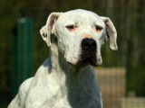 En attente d'une famille, chien Dogue Argentin de 6 ans