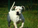 En attente d'une famille, chien Dogue Argentin de 6 ans