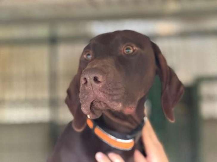 À accueillir : chien marron