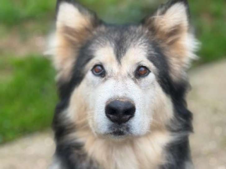 En quête d'une famille : chienne Malamute d’Alaska