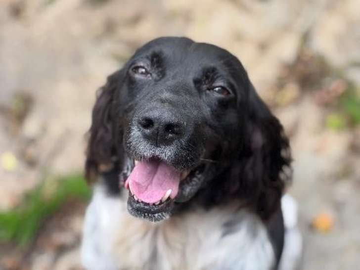 Chien Petit Épagneul de Münster à adopter