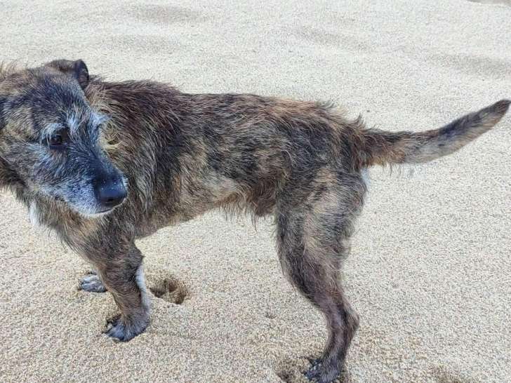 Chien bringé prêt pour l’adoption