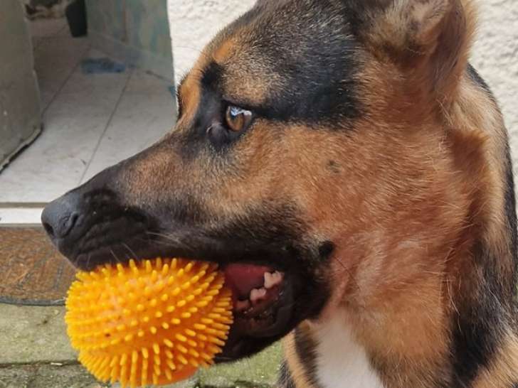 Chien fauve charbonné en quête d'un foyer
