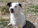 En attente d'adoption : chien Jack Russell noir et blanc