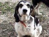 Disponible à l'adoption : chienne de 8 ans
