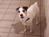 À la recherche d’un foyer : chien Jack Russel tricolore