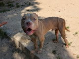 Chien American Bully marron et blanc en attente d'adoption