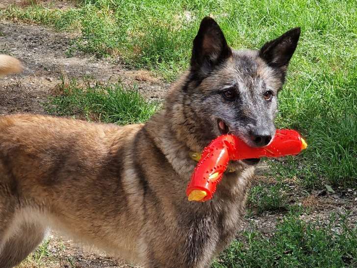 En attente d'adoption, chienne Berger Malinois fauve charbonné