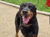 Disponible à l'adoption : chien Beauceron de 11 ans