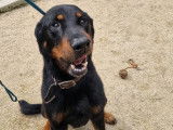 Disponible à l'adoption : chien Beauceron de 11 ans