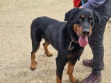 Disponible à l'adoption : chien Beauceron de 11 ans