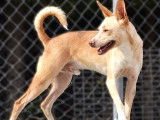 Krispy, jeune chien croisé atypique et attachant à adopter