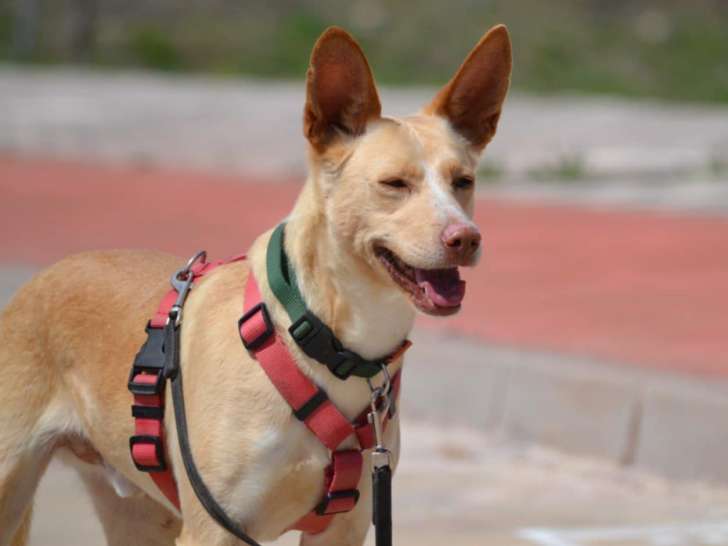 Krispy, jeune chien croisé atypique et attachant à adopter