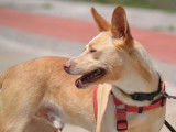 Krispy, jeune chien croisé atypique et attachant à adopter
