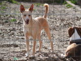 Krispy, jeune chien croisé atypique et attachant à adopter