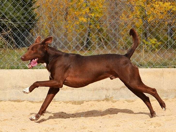 Choco, jeune et superbe Podenco tout chocolat à adopter
