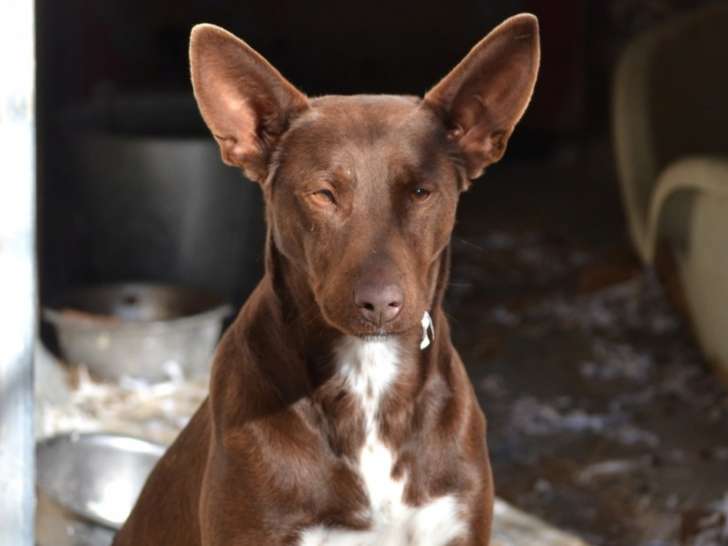 Choco, jeune et superbe Podenco tout chocolat à adopter