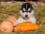 Chiots Husky LOF à vendre