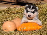Chiots Husky LOF à vendre