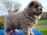 Chiots Chow Chow inscrits LOF à vendre