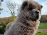 Chiots Chow Chow inscrits LOF à vendre