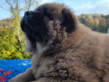Chiots Chow Chow inscrits LOF à vendre