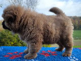 Chiots Chow Chow inscrits LOF à vendre