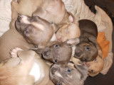 Chiots American Bully pocket à vendre