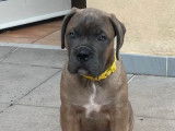 Chiots de race Cane Corso à vendre (1 femelle)