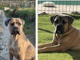 Chiots de race Cane Corso à vendre (1 femelle)