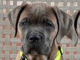 Chiots de race Cane Corso à vendre (1 femelle)