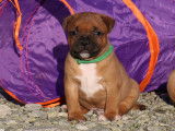 Chiots Staffordshire Bull Terrier LOF disponibles
