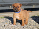Chiots Staffordshire Bull Terrier LOF disponibles